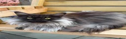 Maine Coon cats for sale: Black smoke make (spad)  in Dover - Advert 1