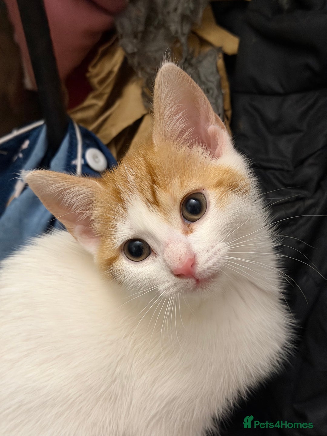 Mixed Breed cats for sale: Adorable Fluffy Kittens - Advert 32