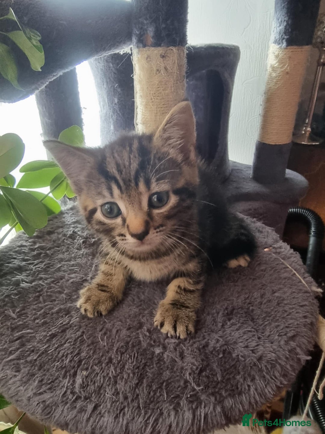 Mixed Breed cats for sale: kittens - Image 15
