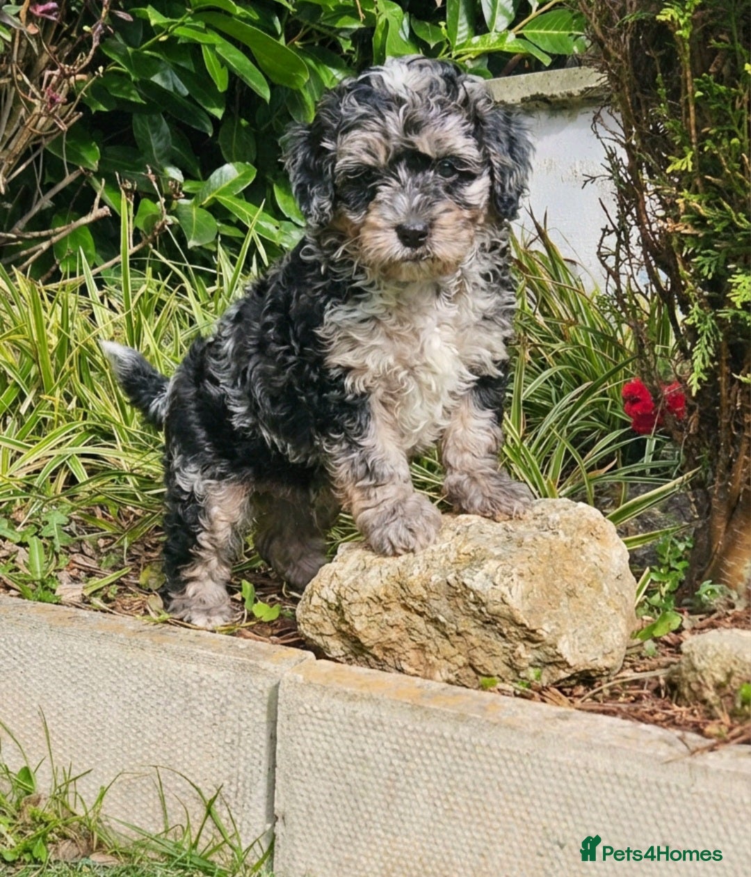 Cockapoo dogs  Ready now F1b toy American  cockerpoos  - Advert 17