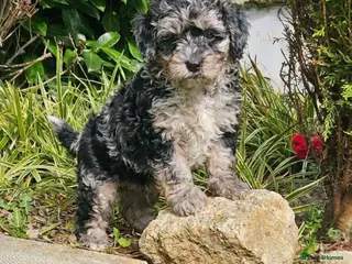 Cockapoo dogs Ready now F1b toy American cockerpoos - Advert 18