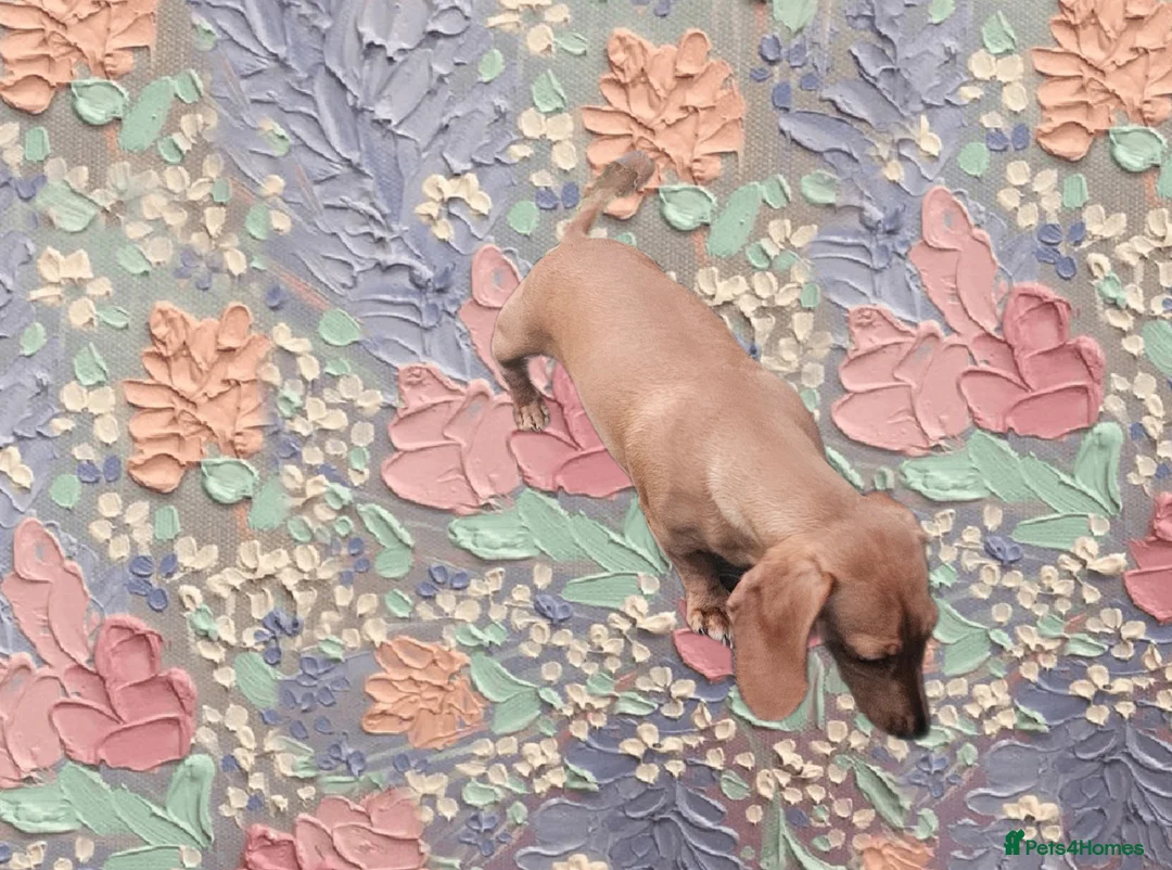 Miniature Dachshund dogs for sale: ⭐️⭐️⭐️⭐️⭐️ MINNIE×CRUZ ee EE ii II HEALTHTESTED KC - Advert 6