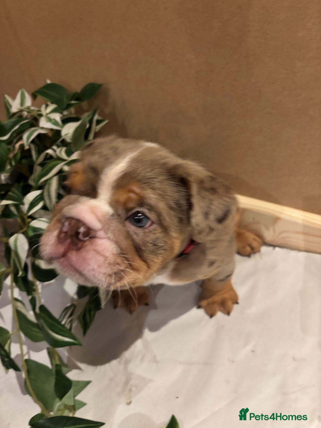 English Bulldog dogs for sale: Bulldog Puppies Champion bloodlines - Advert 9