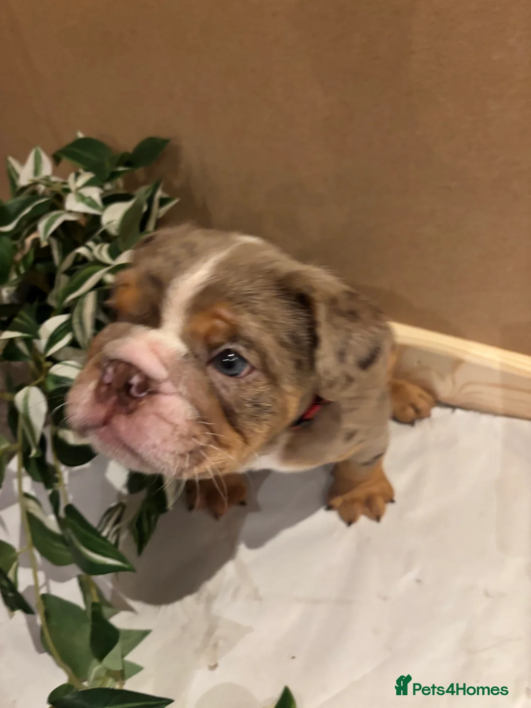 English Bulldog dogs for sale: Bulldog Puppies Champion bloodlines - Advert 14