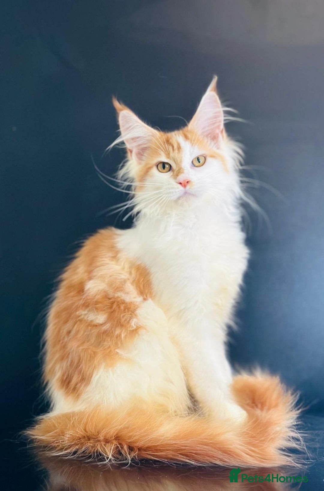 Maine Coon cats for sale: Maine Coon Kittens  - Image 8