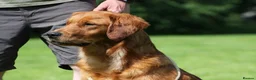 Golden Retriever dogs for stud: FULLY HEALTH TESTED Dark Golden Retriever stud dog in Newark - Advert 11