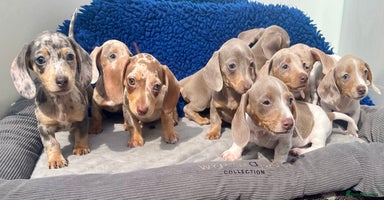 Dachshund dogs - Advert 7