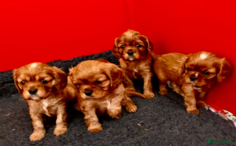 Cavalier King Charles Spaniel dogs - Advert 3