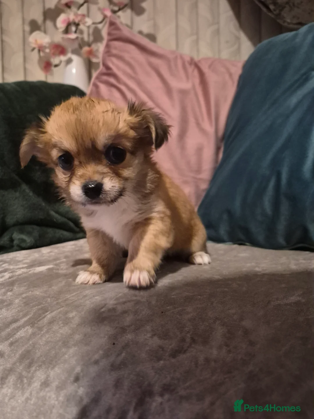 Chihuahua dogs for sale: Pure Chihuahua puppies  - Advert 29