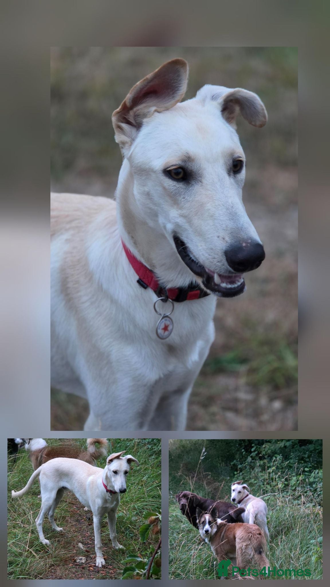 Lurcher dogs AA Beautiful Boy With So Much Potential ❤️ - Advert 2