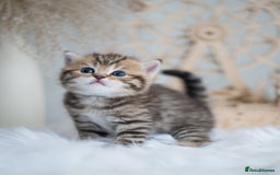 British Shorthair cats for sale: Lovely golden spotted British shorthair kitten. - Image 6