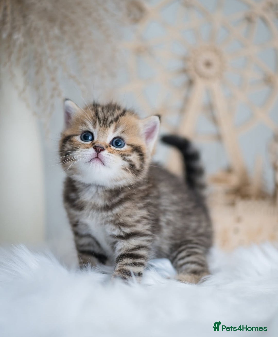 British Shorthair cats for sale: Lovely golden spotted British shorthair kitten. - Image 6
