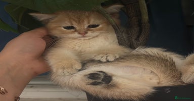 British Shorthair cats - Advert 2