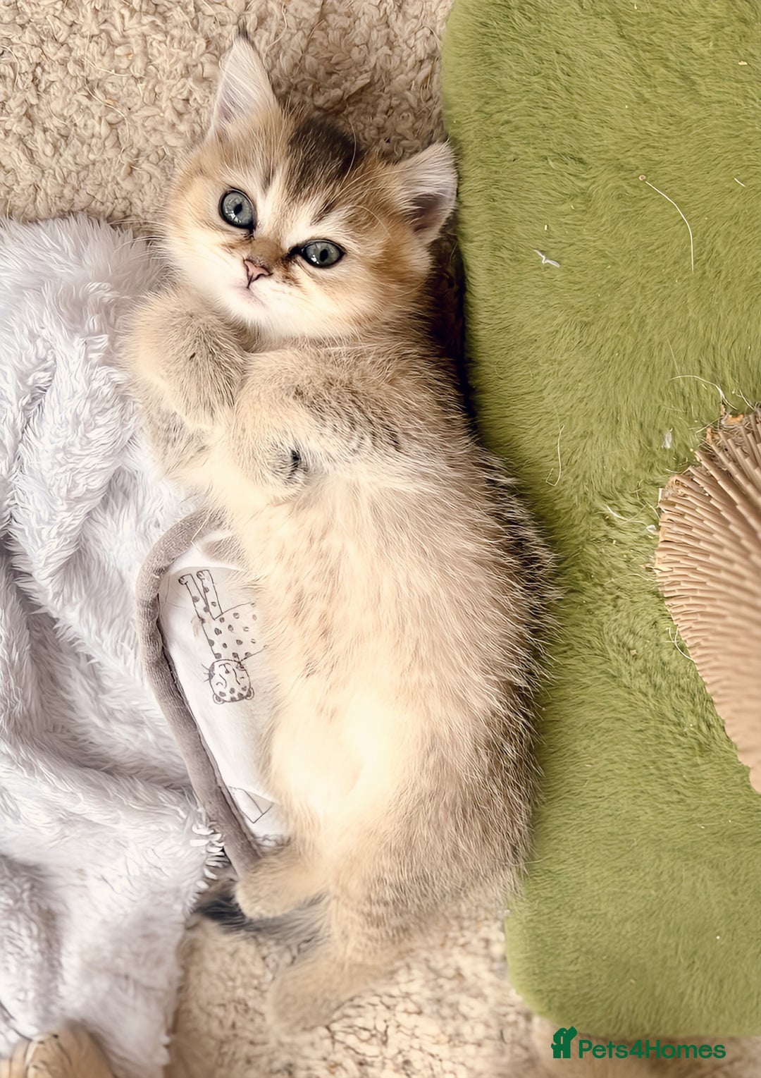 British Shorthair cats for sale: GCCF registered Golden BSH champion line, Boys - Image 11