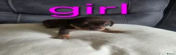 Chiweenie dogs for sale: Chiweenie puppies - Advert 11