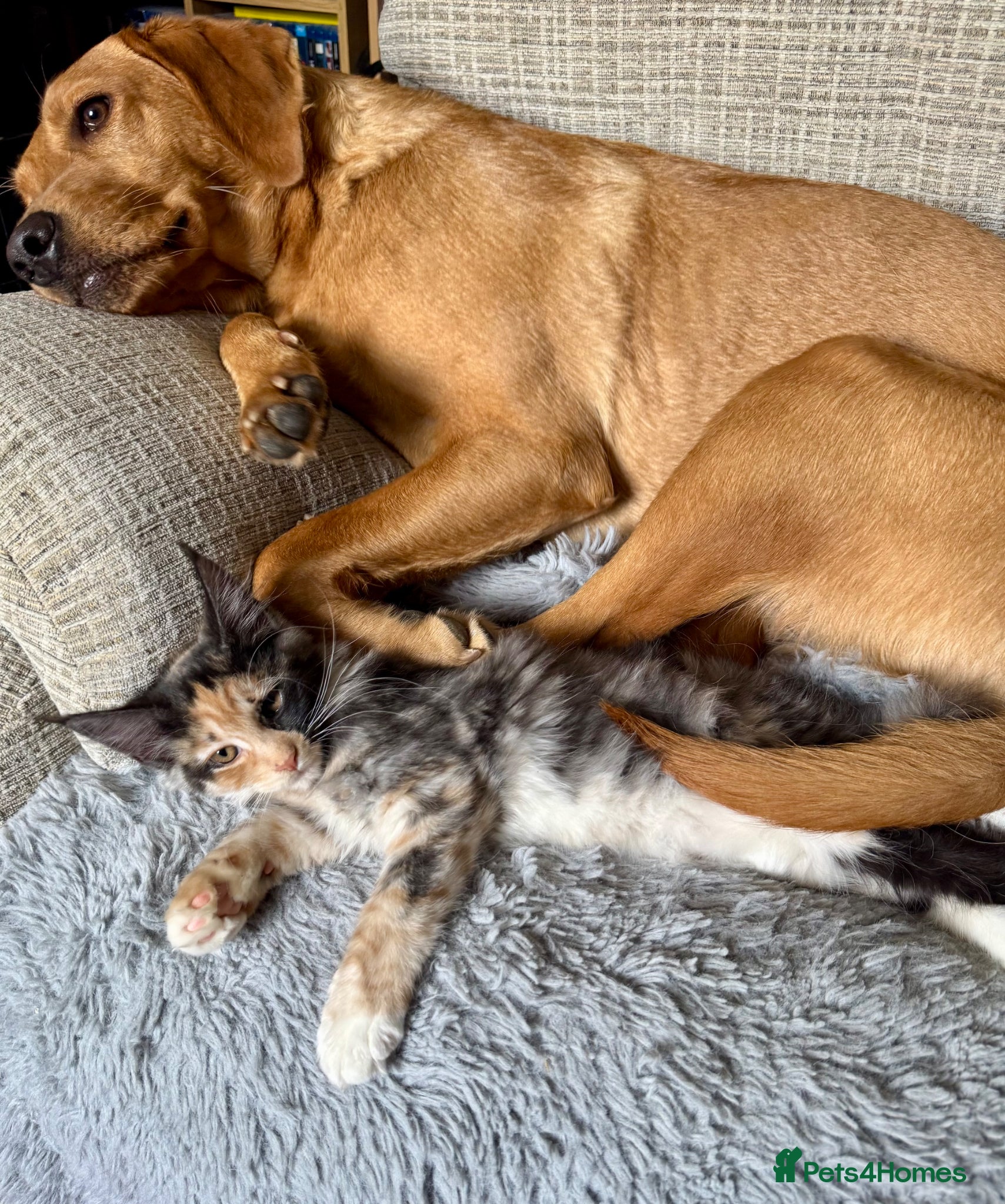 Maine Coon cats TICA MAINE COONS READY NOW😻. REDUCED PRICE! - Advert 2