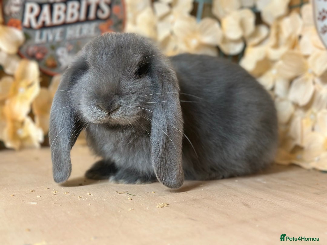 French Lop rabbits for sale: French lop babies - Image 4