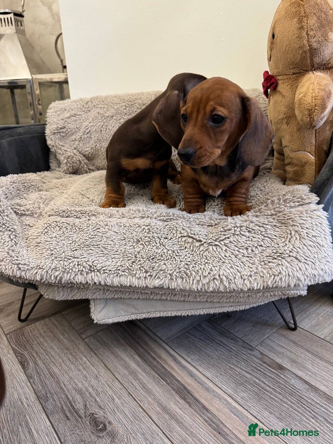 Miniature Dachshund dogs for sale: Miniature dachshund  - Advert 2