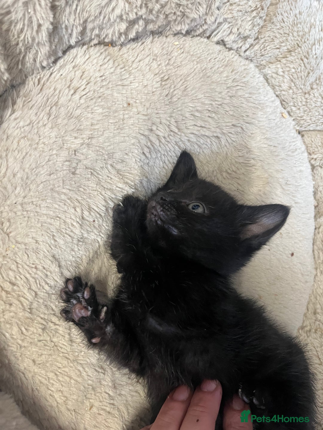 Mixed Breed cats for sale: 6 Week old Gorgeous kitten  - Advert 4