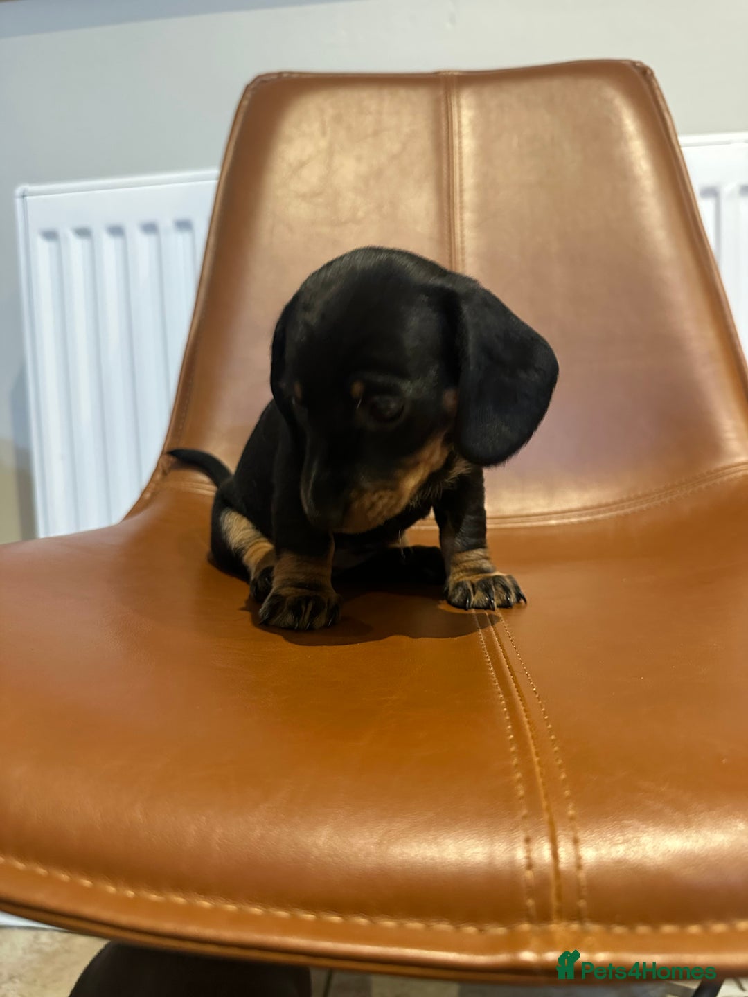 Dachshund dogs for sale: Standard Dachshund Puppy – Ready Now - Image 5