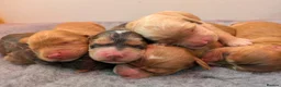 Cockapoo dogs for sale: Champion-Line Health Tested F1 Cockapoos - Advert 9