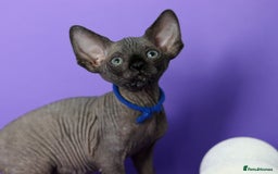 Sphynx cats for sale: Sphynx Black Solid Girls  - Advert 16