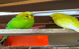 Budgerigars birds for sale: Beautiful Adult Budgies - Image 6