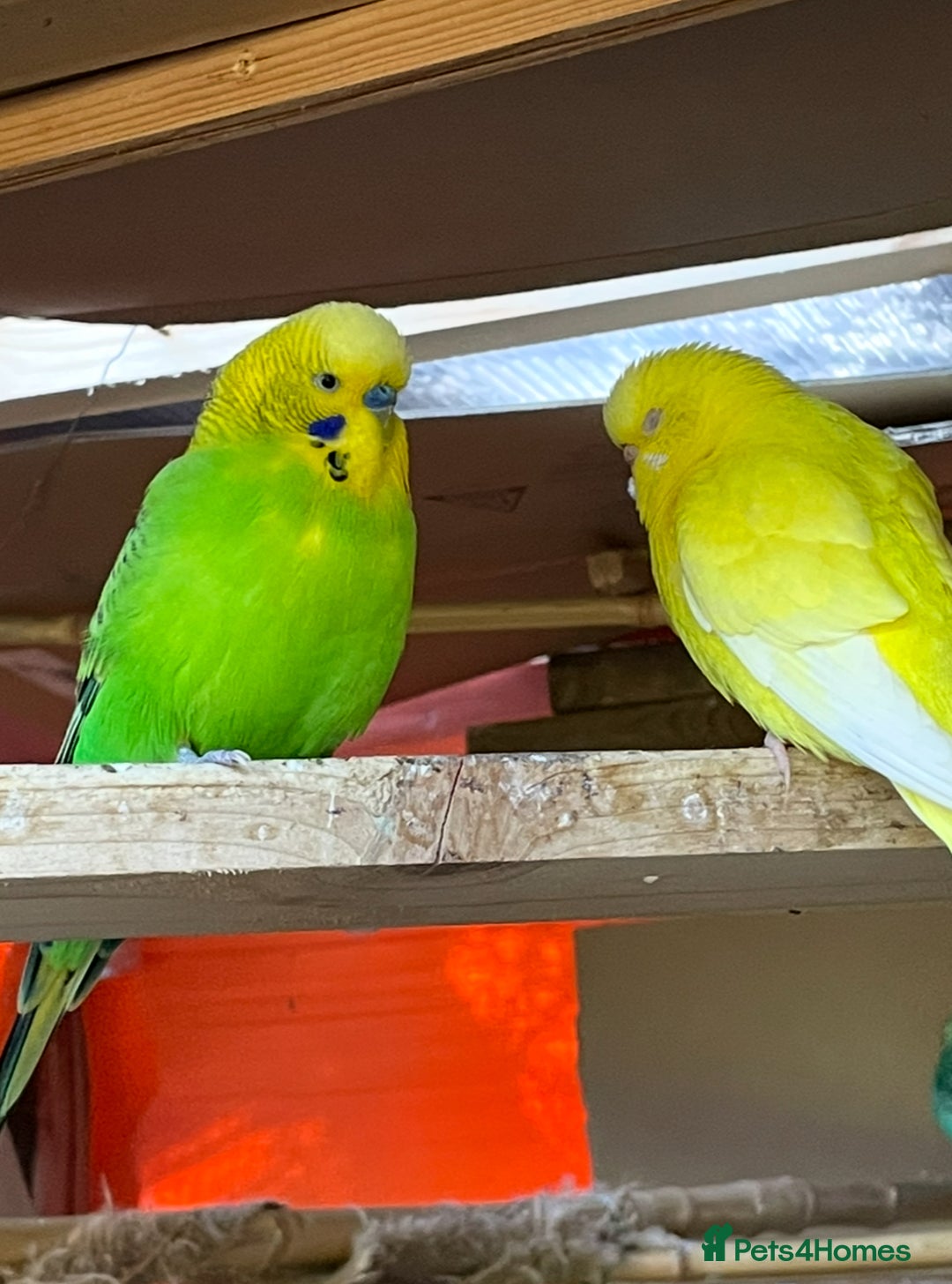 Budgerigars birds for sale: Beautiful Adult Budgies - Image 6