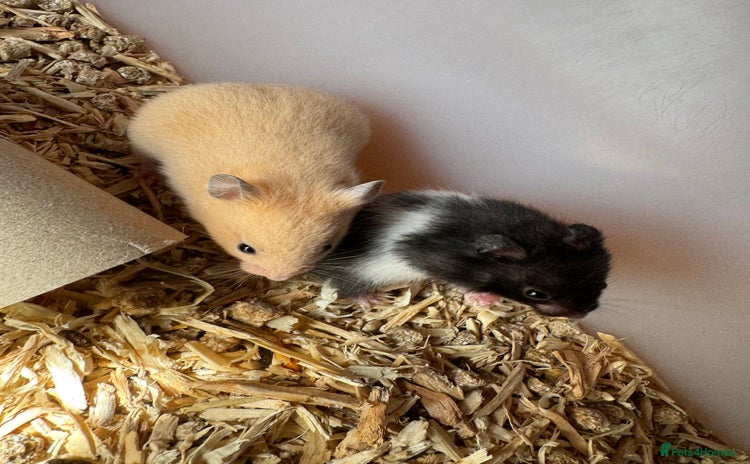 Hamster rodents - Advert 2