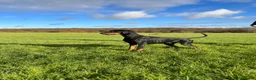 Dobermann dogs for sale: KC  reg Dobermann puppies  - Advert 12