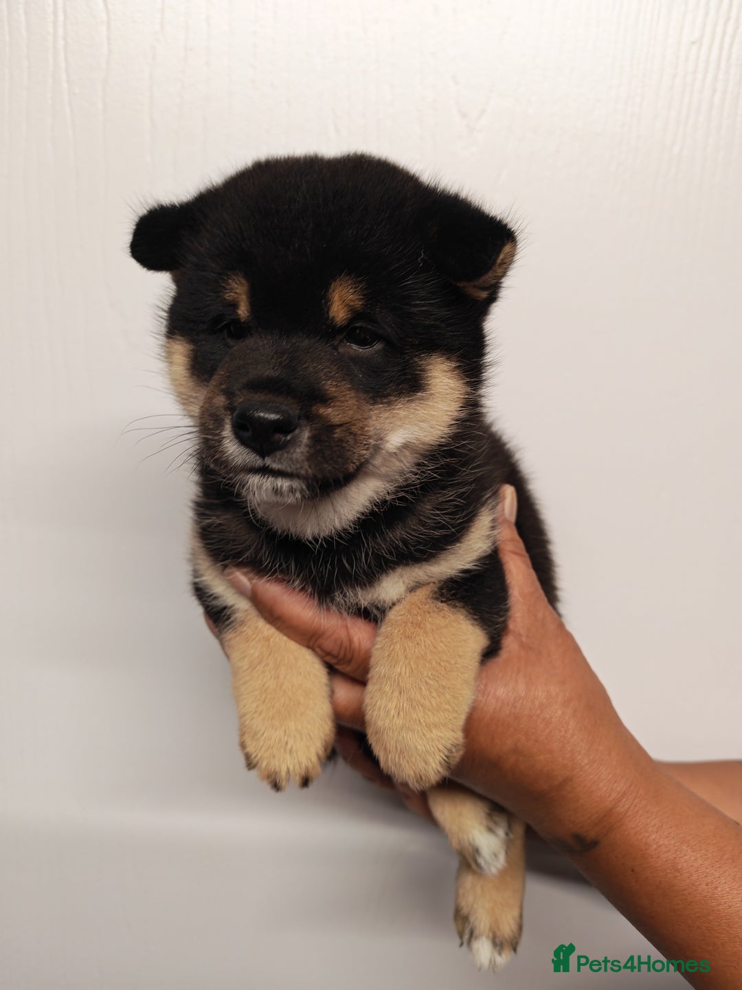 Japanese Shiba Inu dogs for sale: KC reg Japanese shiba inu puppies  - Image 2