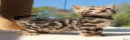 Bengal cats for sale: CUTE BENGAL FEMALE (TICA REG) - Advert 13