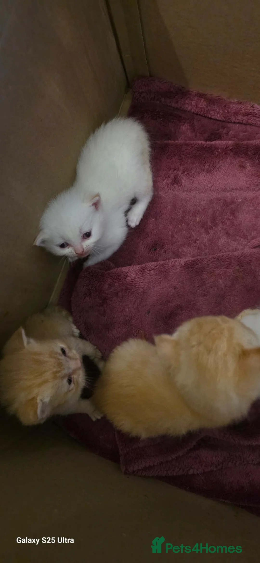 British Shorthair cats for sale: British Shorthair kittens available  - Advert 9