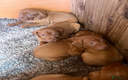 Hungarian Vizsla dogs for sale: 4 vizla pups looking for new homes - Image 4