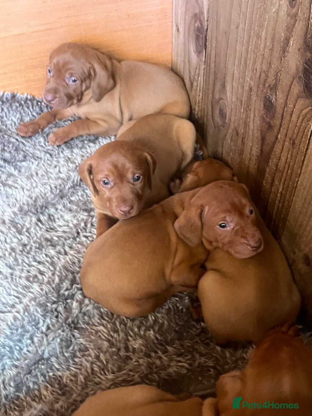 Hungarian Vizsla dogs for sale: 4 vizla pups looking for new homes - Image 4