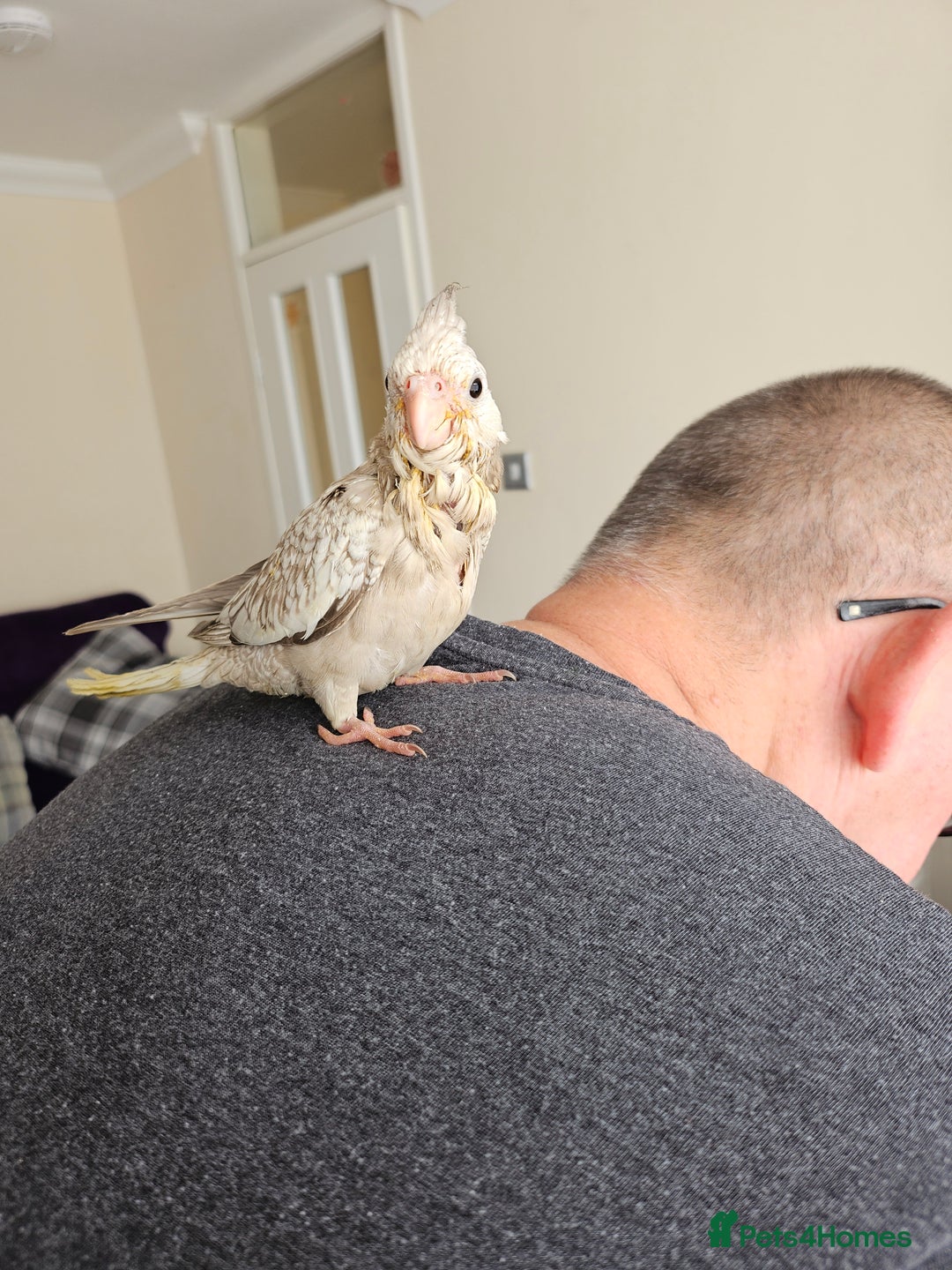 Cockatiels birds for sale: Handreared cockatiels  - Image 7