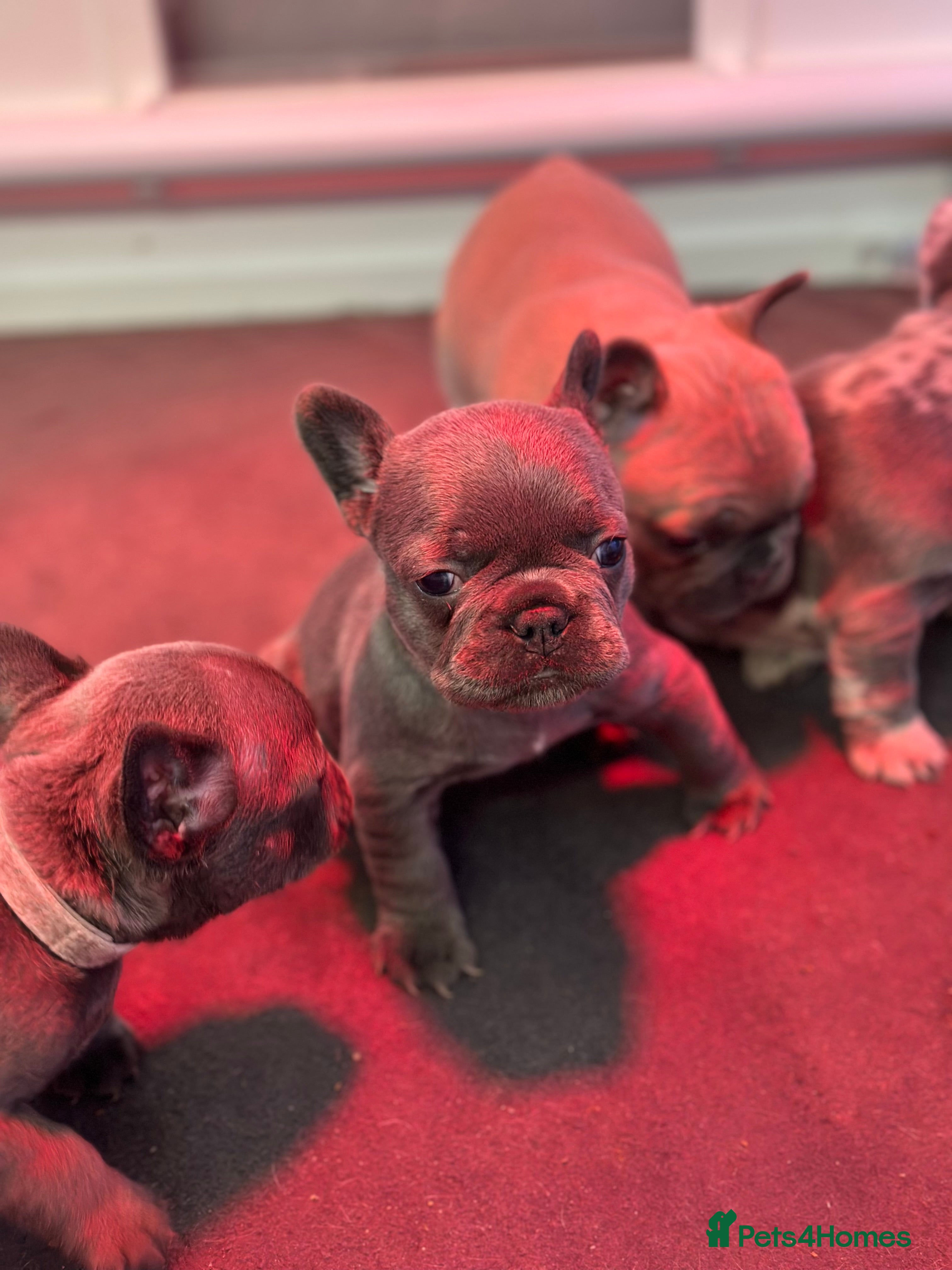 French Bulldog dogs 1 Beautiful Girl Frenchie - Advert 7