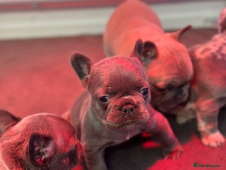 French Bulldog dogs 1 Beautiful Girl Frenchie - Advert 7