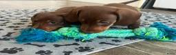 Miniature Dachshund dogs for sale: KC Reg Miniature Dachshund Puppies For Sale - Advert 35