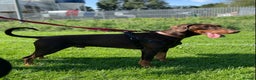 Dobermann dogs for stud: PROVEN SIRE, SON OF COME AS YOU ARE I-REX(Imp Scg) in Leeds - Advert 14