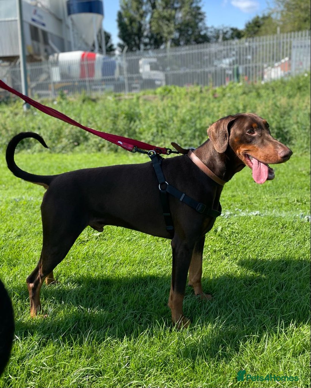 Dobermann dogs for stud: PROVEN SIRE, SON OF COME AS YOU ARE I-REX(Imp Scg) in Leeds - Image 14