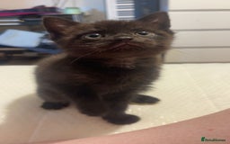 Mixed Breed cats for sale: 3 kittens for sale.  - Image 3