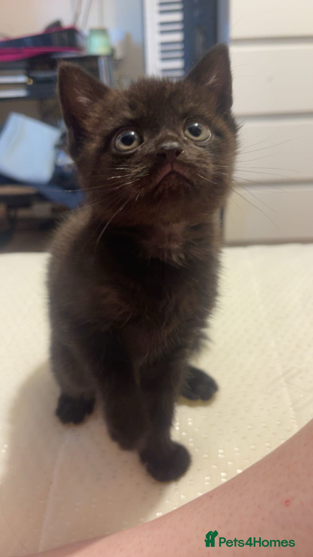 Mixed Breed cats for sale: 3 kittens for sale.  - Image 3
