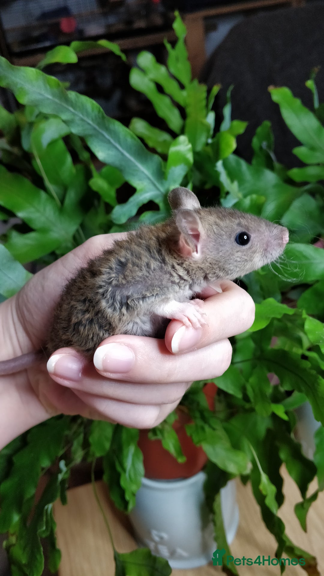 Rat rodents for sale: Lovely Fancy Rat Babies 🐀 - Advert 8