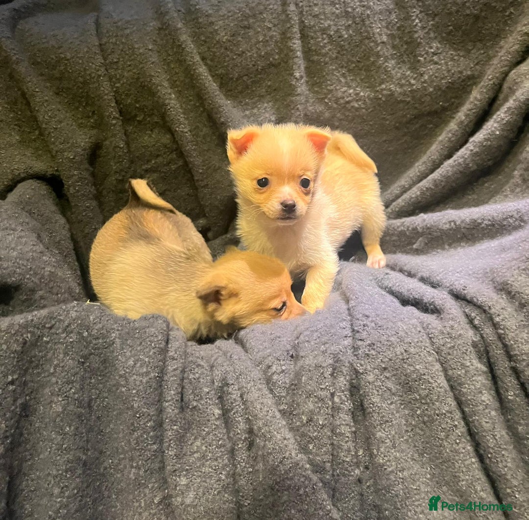 Pomchi dogs for sale: Pomeranian puppy's  - Advert 6