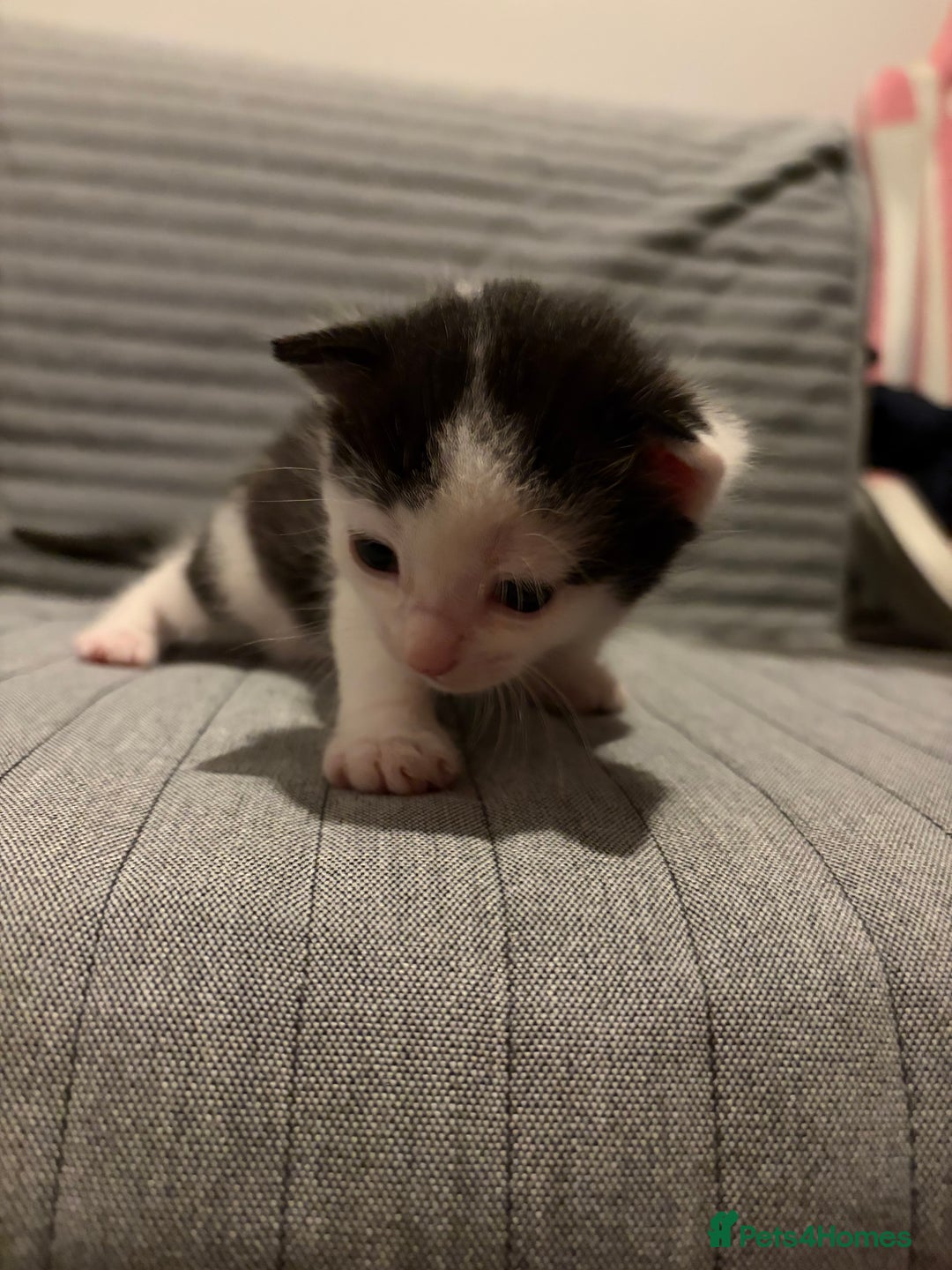 Domestic Shorthair cats for sale: White and black male kitten - Advert 2