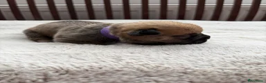 Purple collar 