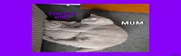 British Shorthair cats for sale: Stunning Lilac British Shorthair Kittens For Sale - Advert 26