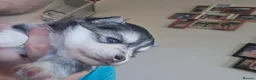 Pomsky dogs for sale: Mirco Pomsky Puppys For Sale - Advert 6
