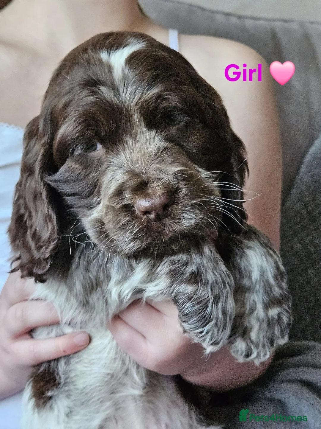 Cocker Spaniel dogs for sale: Gorgeous Show Cocker Spaniels  - Advert 2